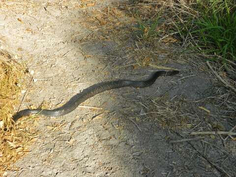 Image of Indigo Snake