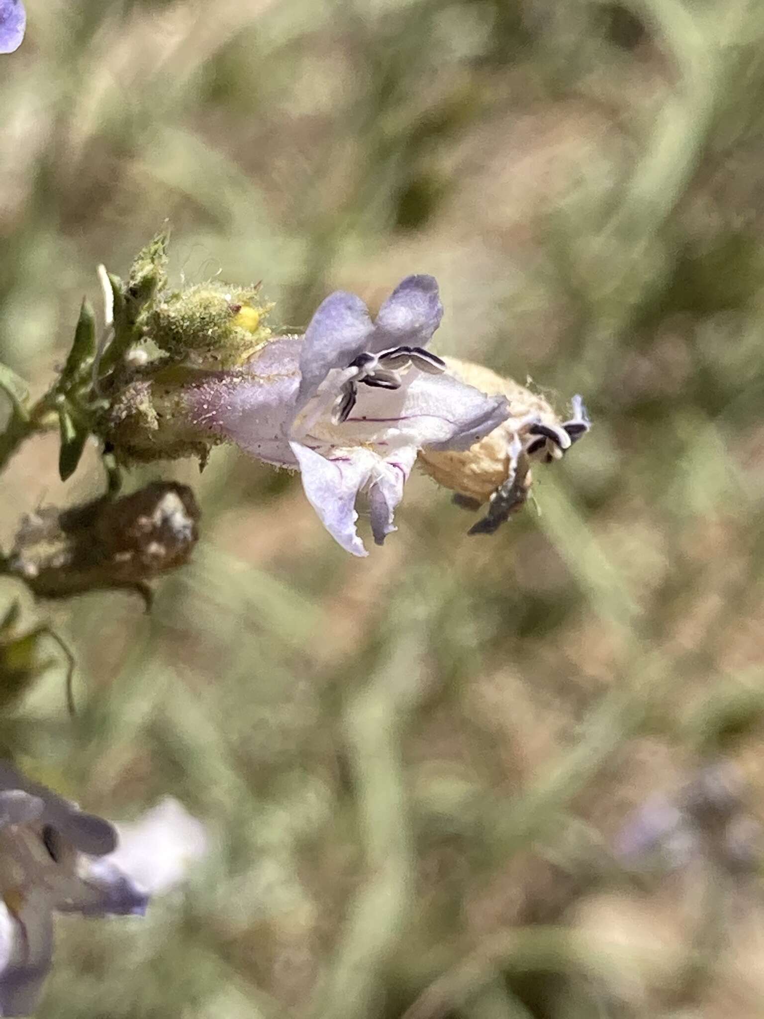 Plancia ëd Penstemon linarioides var. coloradoensis (A. Nelson) C. C. Freeman