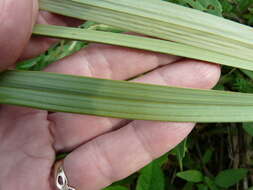 Image of Raven-Foot Sedge