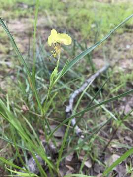 Image of Commelina welwitschii C. B. Clarke