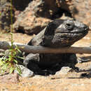 Image of El Hierro Giant Lizard