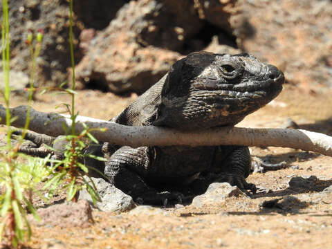 Image of El Hierro Giant Lizard