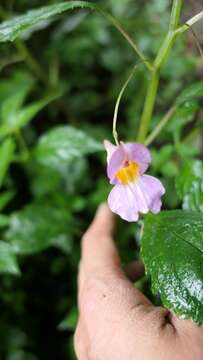 Image of Impatiens uniflora Hayata