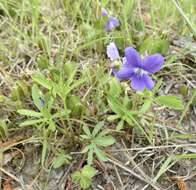 Image of Northern Coastal Violet