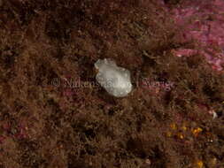 Image of white Atlantic cadlina