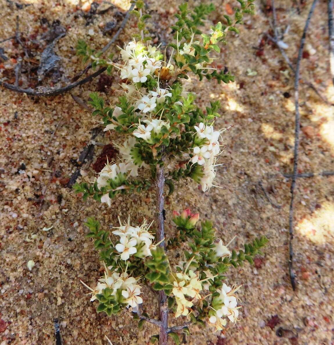 Image of Macrostylis crassifolia Sond.