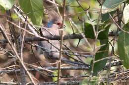 Image of Blue-naped Mousebird