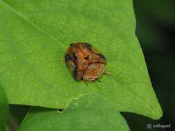 Laccoptera (Laccopteroidea) nepalensis Boheman 1855的圖片