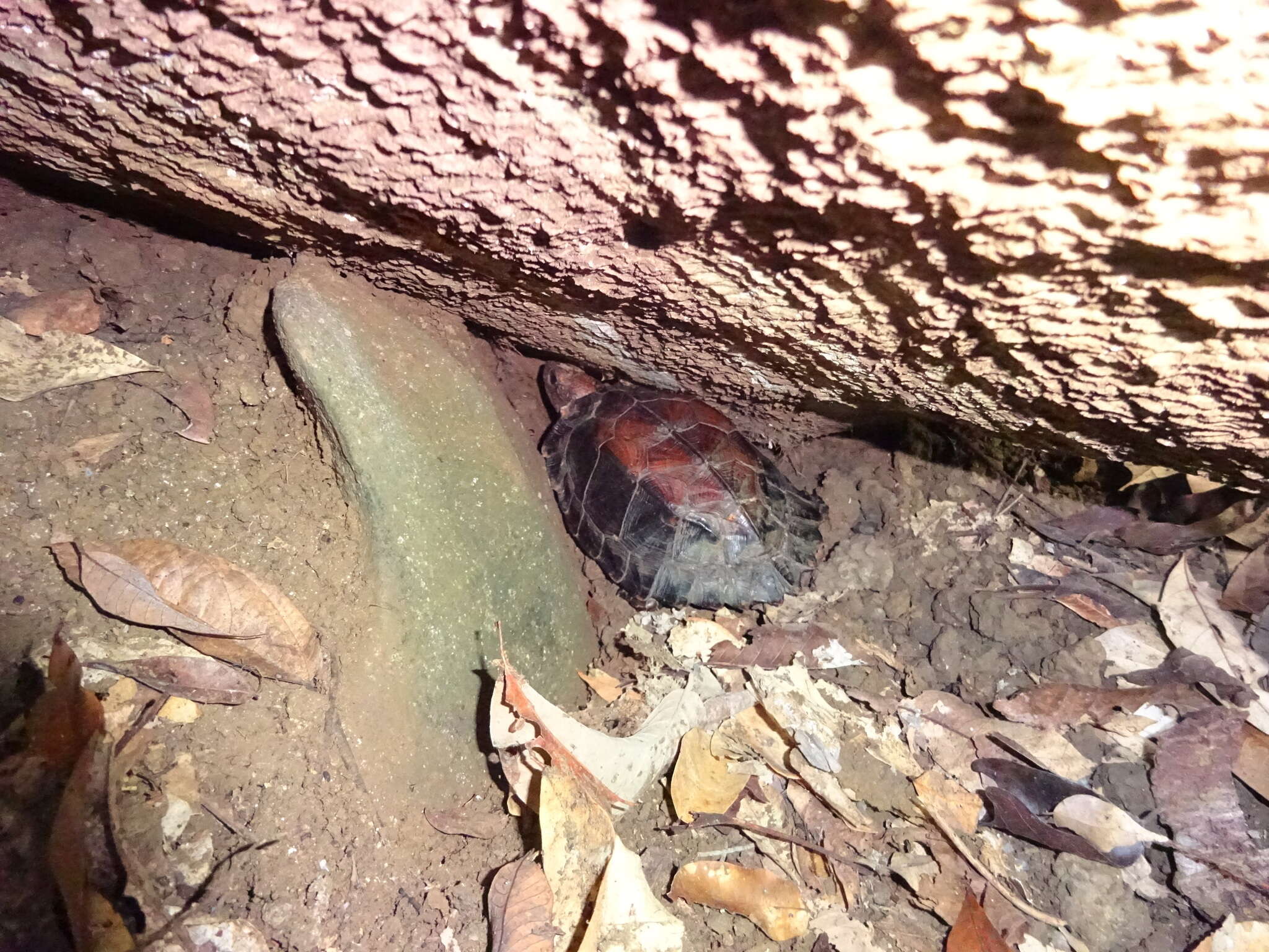 Image of Keeled box turtle