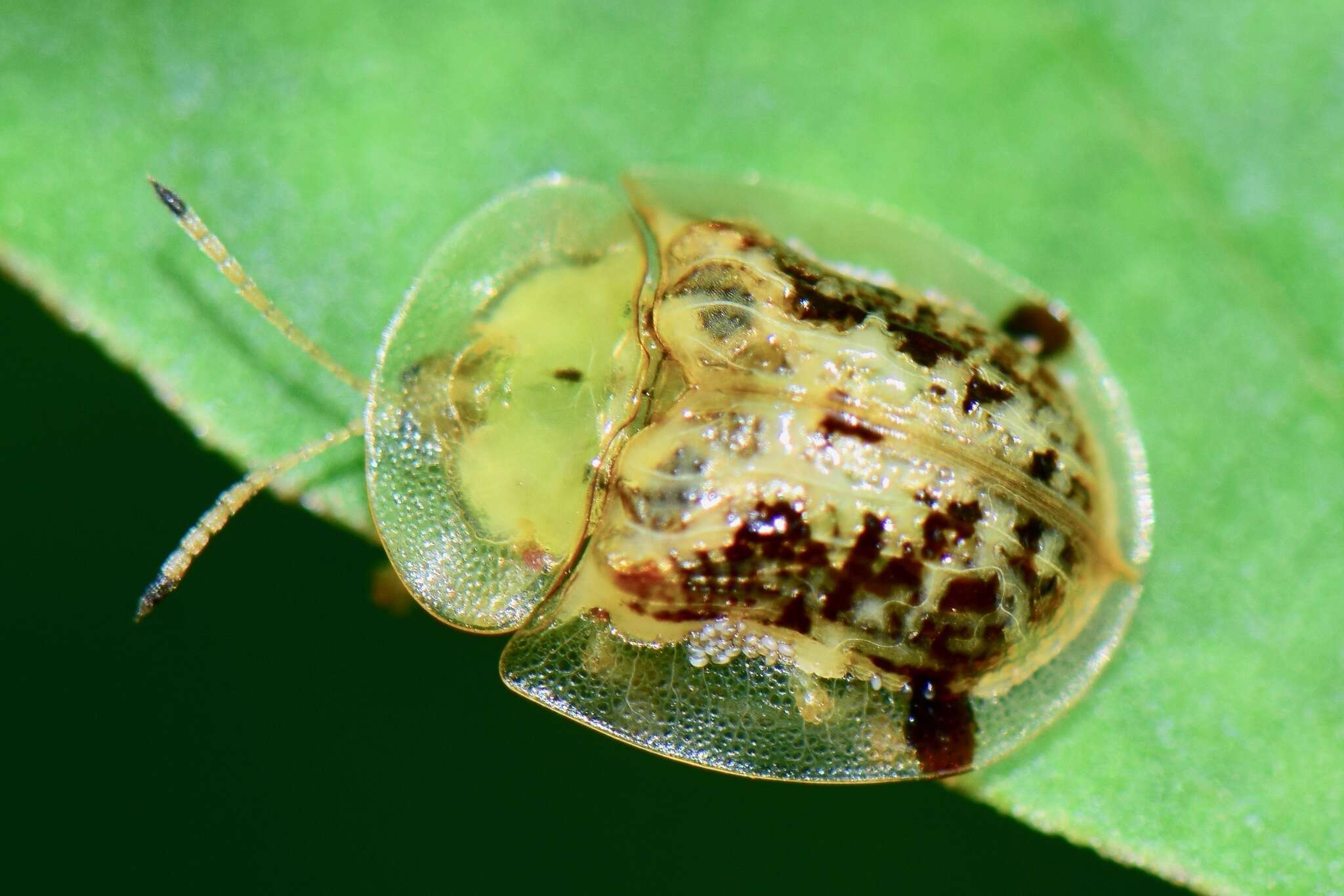 Imagem de Helocassis crucipennis (Boheman 1855)