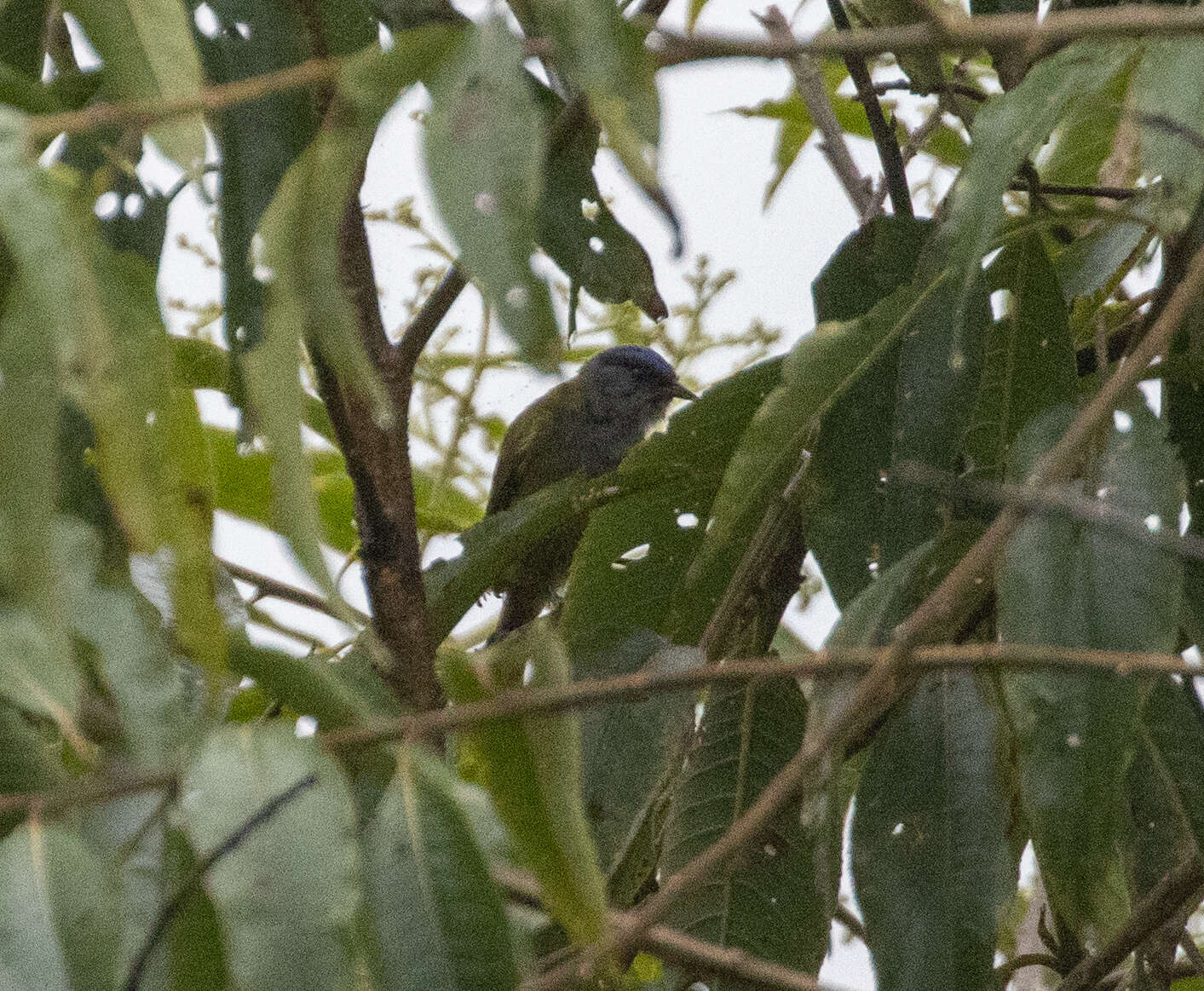 Image of Capped Conebill