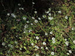 صورة Cerastium ligusticum Viv.