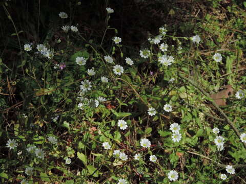 Plancia ëd Cerastium ligusticum Viv.