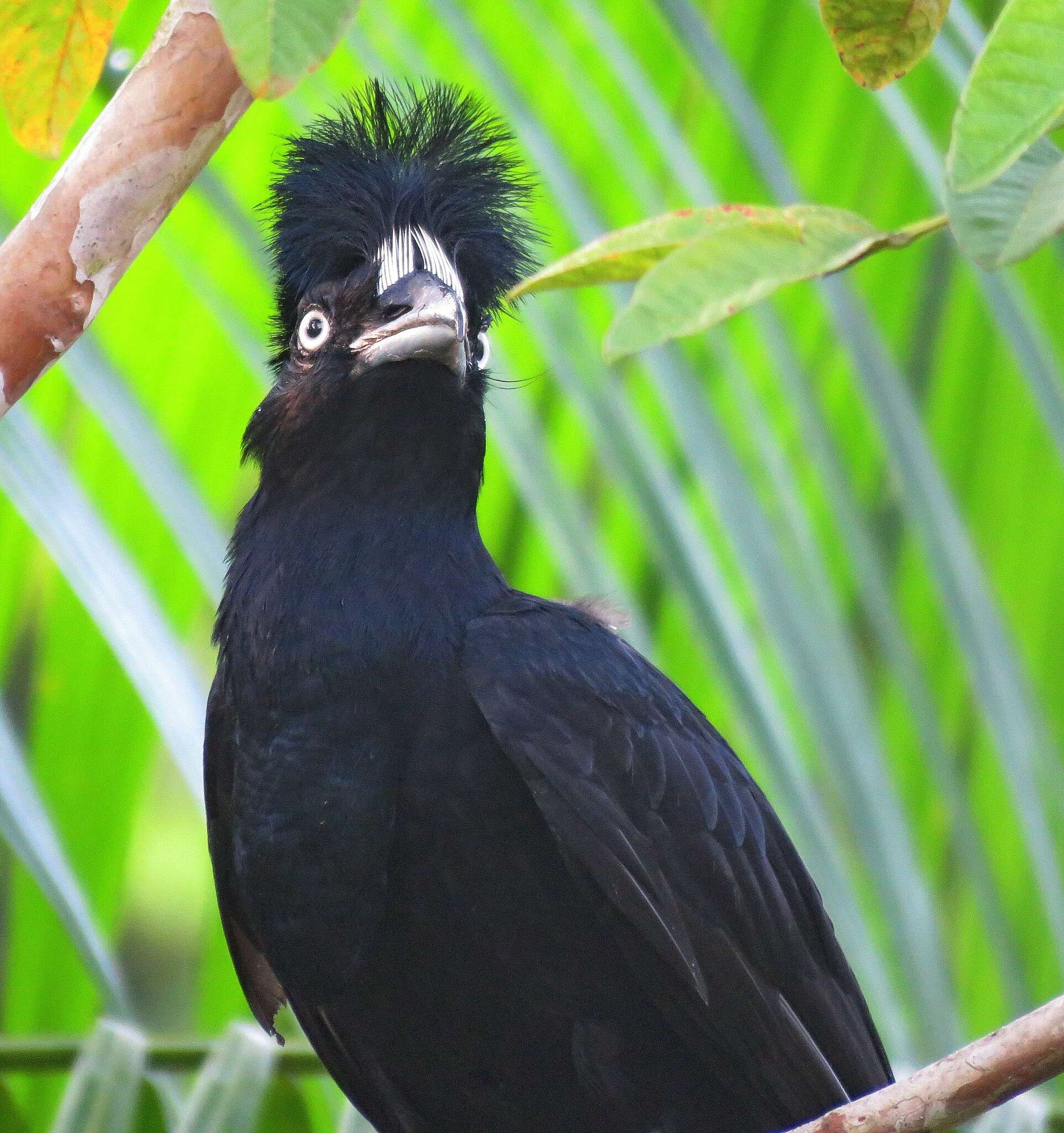 Image of umbrellabird