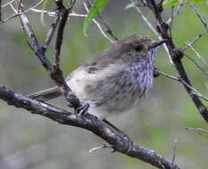 Image of Inland Thornbill