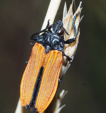 Image of Castiarina nasata (Saunders 1869)