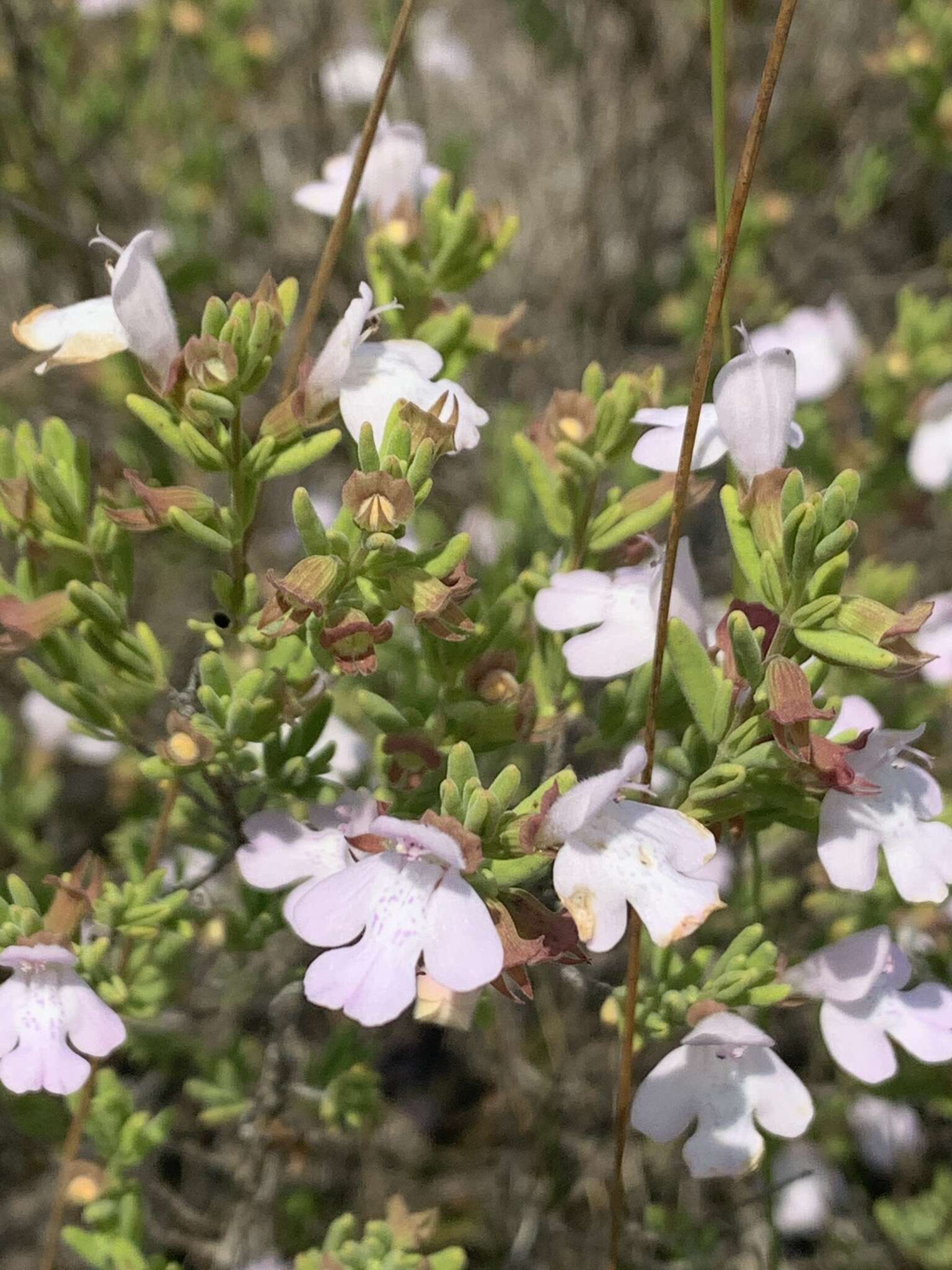 Imagem de Clinopodium ashei (Weath.) Small