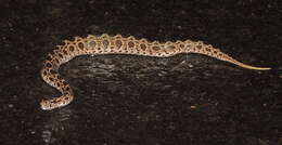 Image of Eastern Russell's Viper