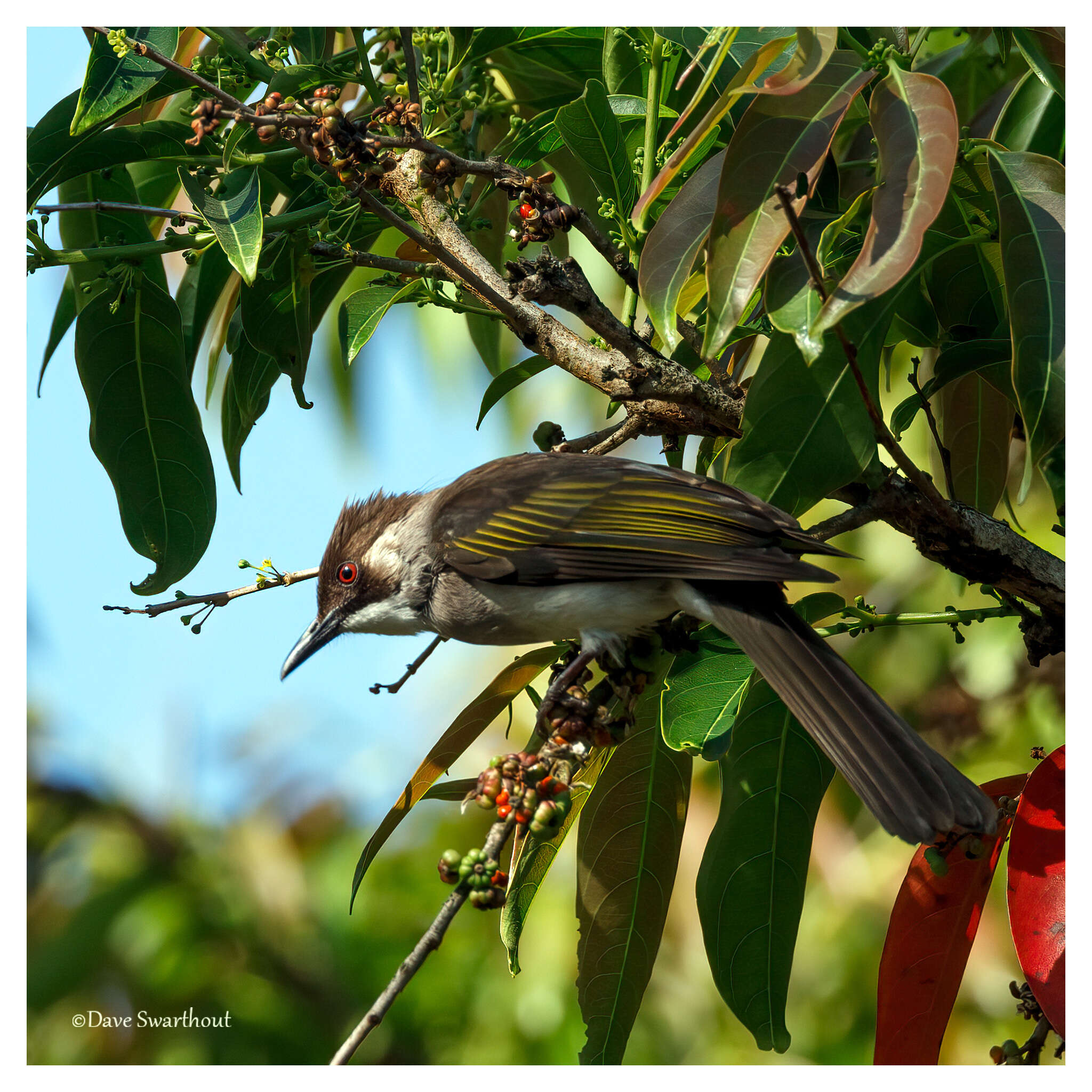 Image of Ashy Bulbul