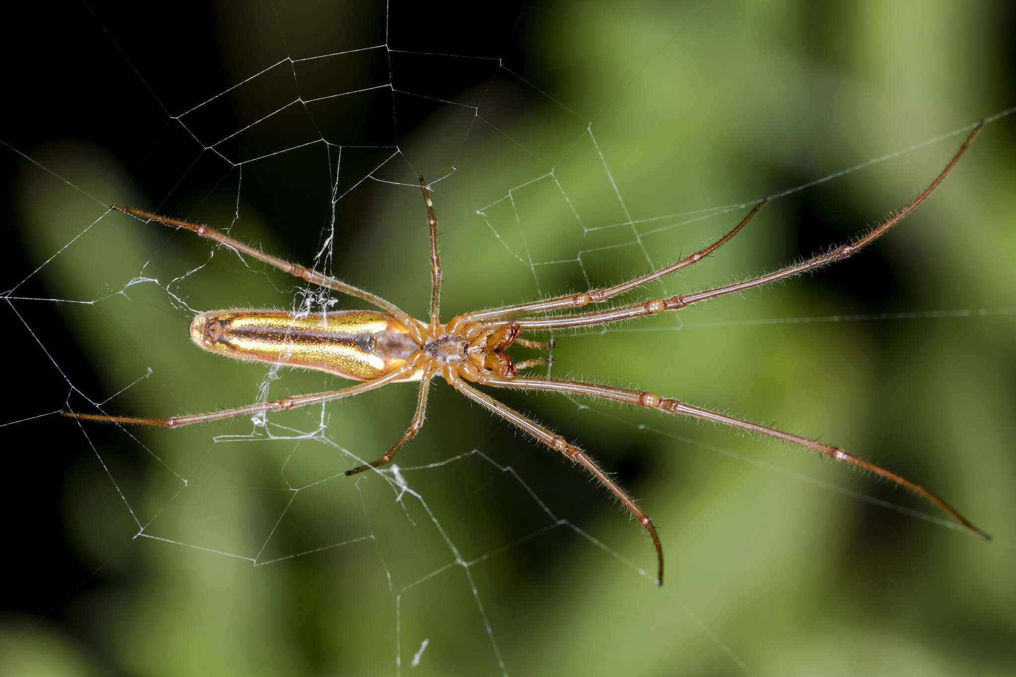 Imagem de Tetragnatha extensa (Linnaeus 1758)