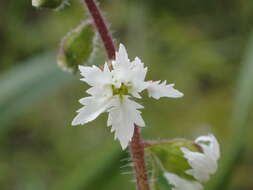 Image of Lithophragma maxima Bacigal.