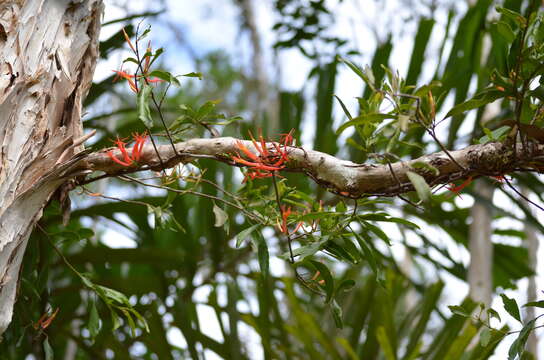 Dendrophthoe curvata (Bl.) Bl.的圖片