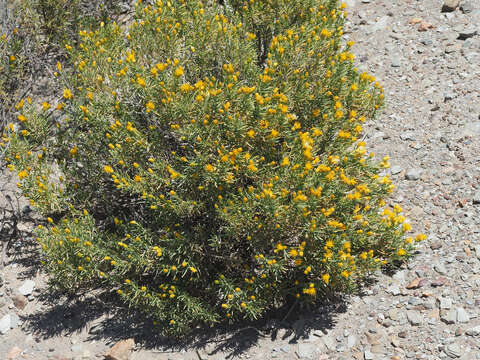 Image de Pteronia pallens L. fil.