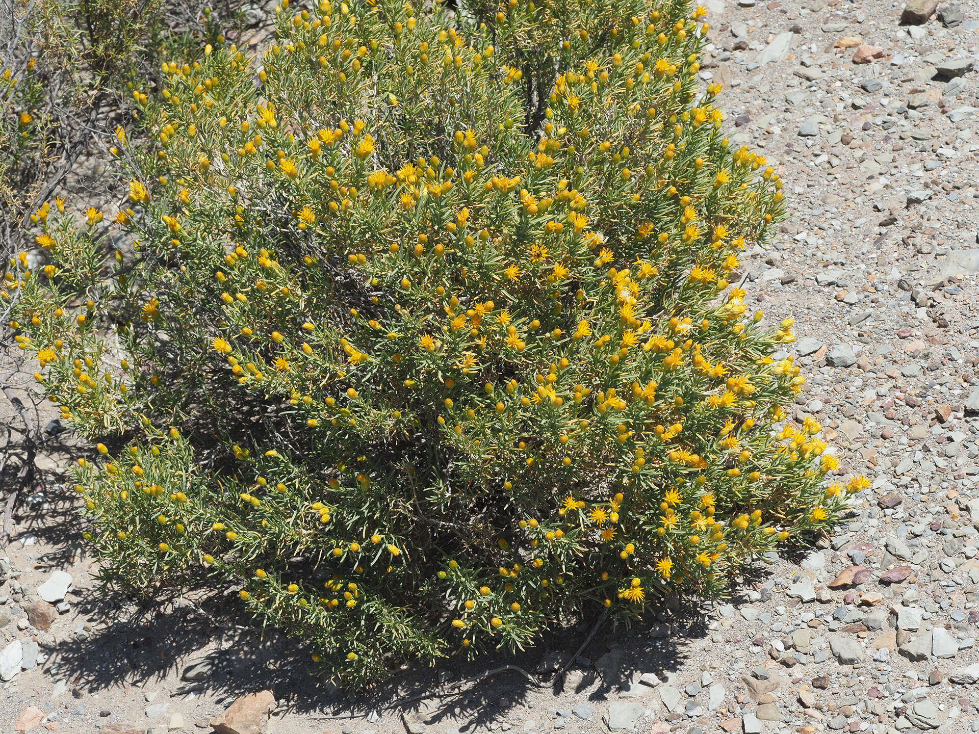 Image of Pteronia pallens L. fil.