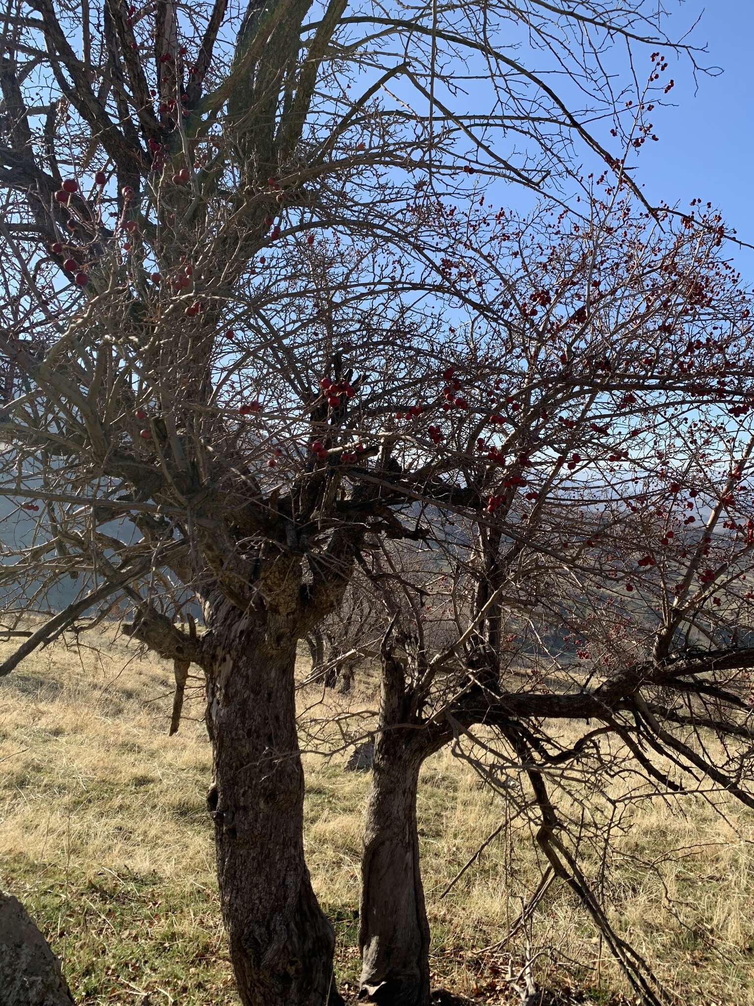 Imagem de Crataegus orientalis subsp. szovitsii (Pojark.) K. I. Christensen