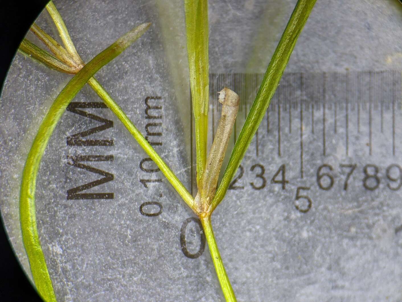 Image of leafy pondweed