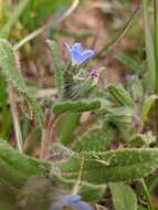 Image de Nonea micrantha Boiss. & Reuter