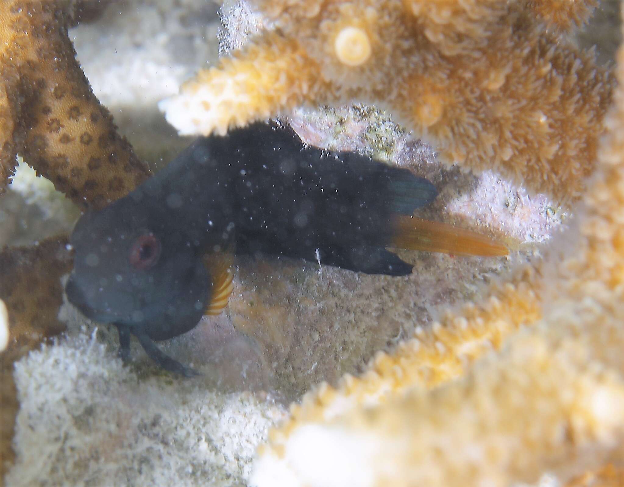 Image of Brown coral blenny