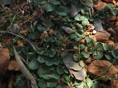 Image of Andrographis serpyllifolia (Rottler ex Vahl) Wight