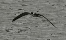 Image of Black Tern