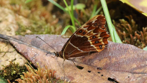 Image de Oxeoschistus puerta Westwood (1851)