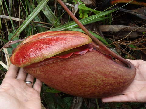 Image of Giant Malaysian Pitcher Plant