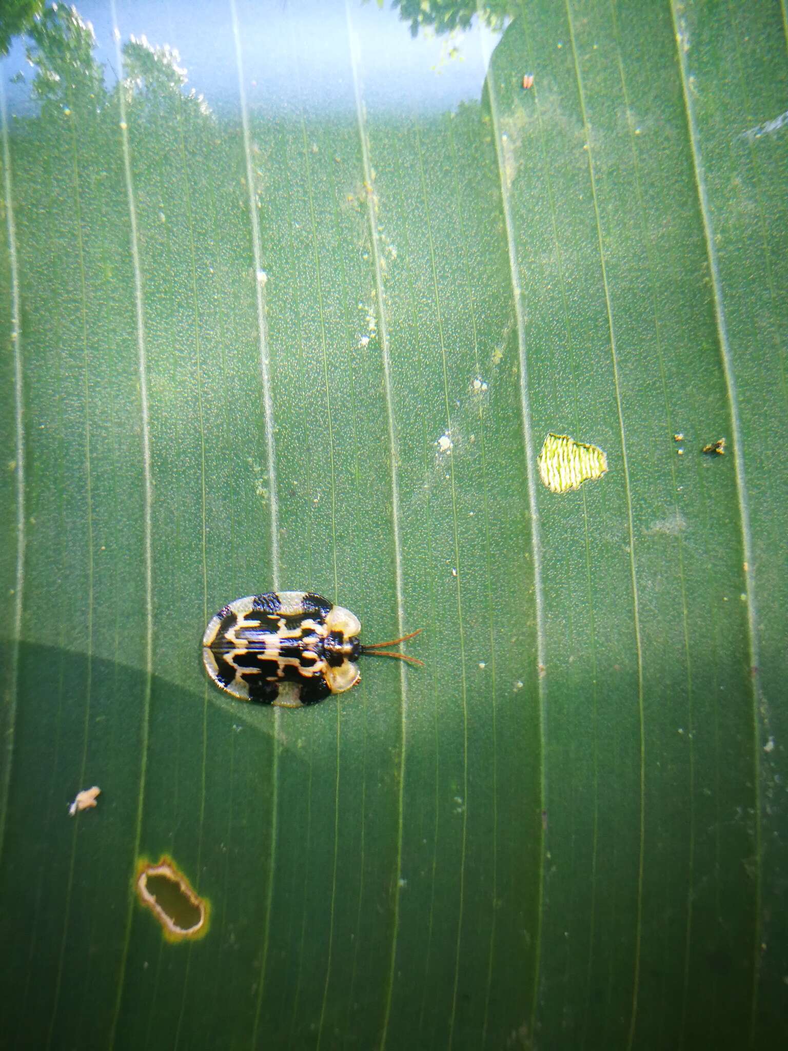 Image of Aslamidium (Aslamidium) ecuadoricum Borowiec 1998