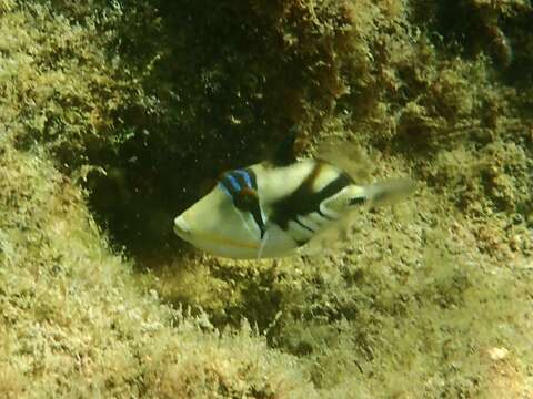 Image of Lagoon triggerfish