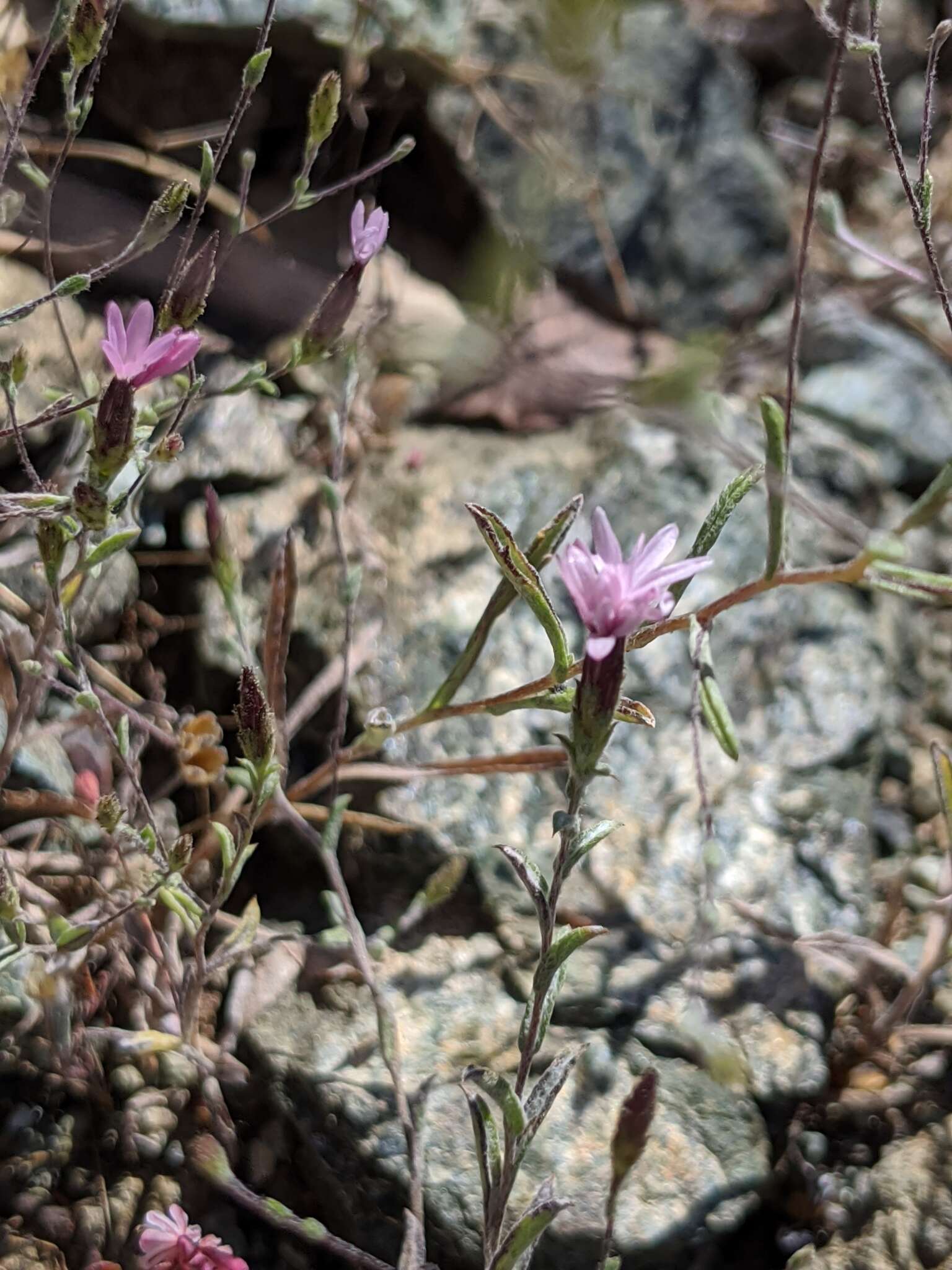 Image of <i>Lessingia <i>micradenia</i></i> var. micradenia