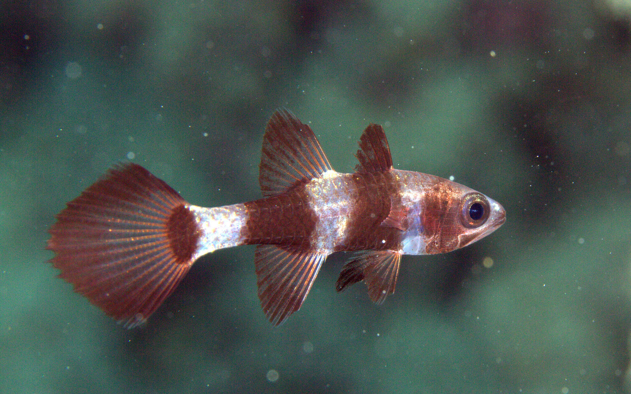 Image de Pseudamia zonata Randall, Lachner & Fraser 1985