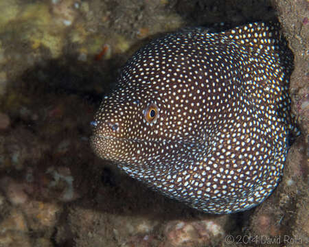 Image of Turkey moray