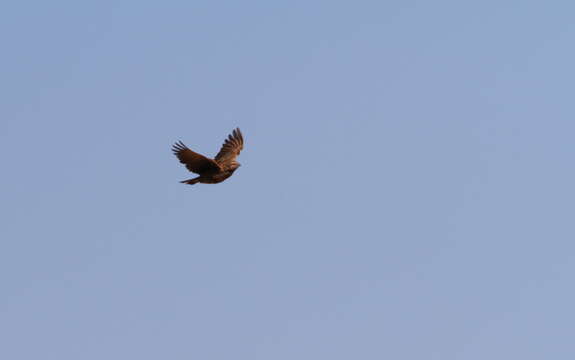 Image of Black-eared Sparrow-Lark