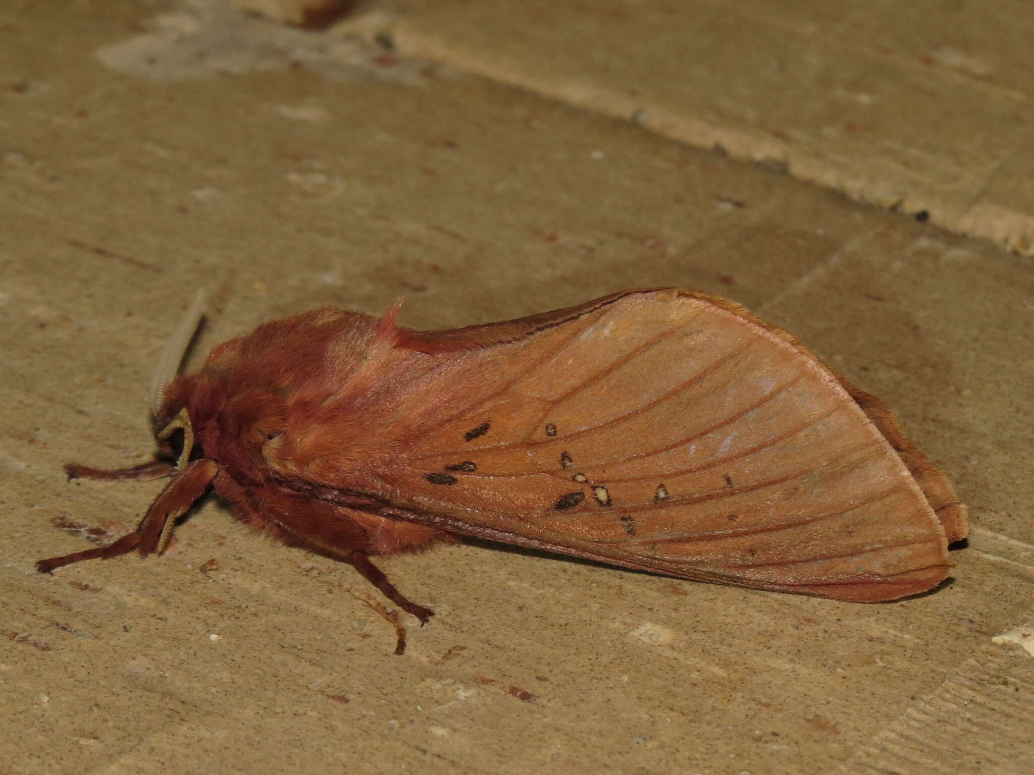 Image of Oxycanus rufescens Walker 1856