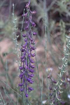 Image of Delphinium peregrinum L.