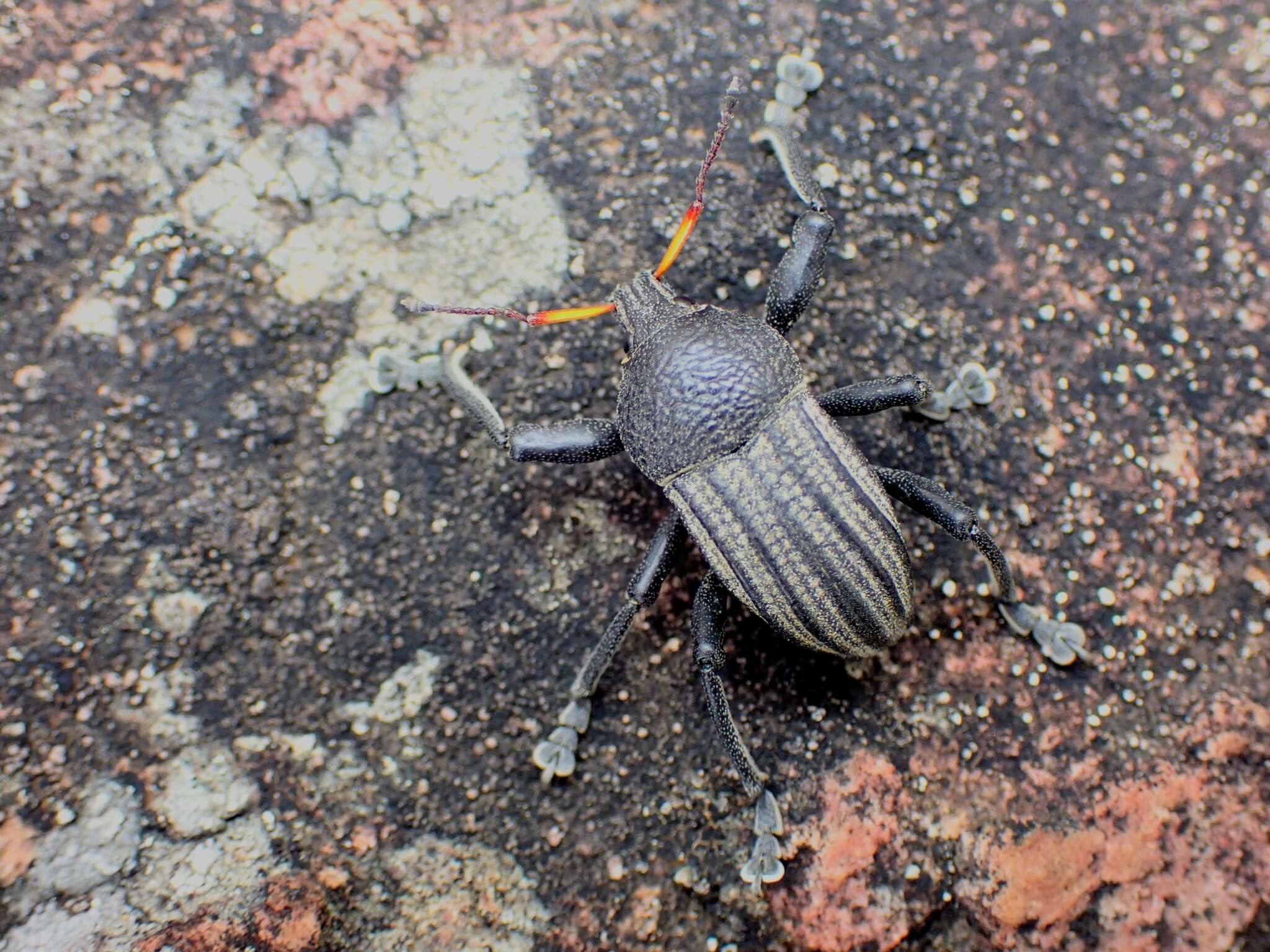 Plancia ëd Psapharus ruficornis (Blackburn 1893)