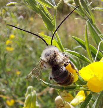 Image of Eucera longicornis (Linnaeus 1758)