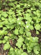 Viola canadensis var. scopulorum A. Gray的圖片