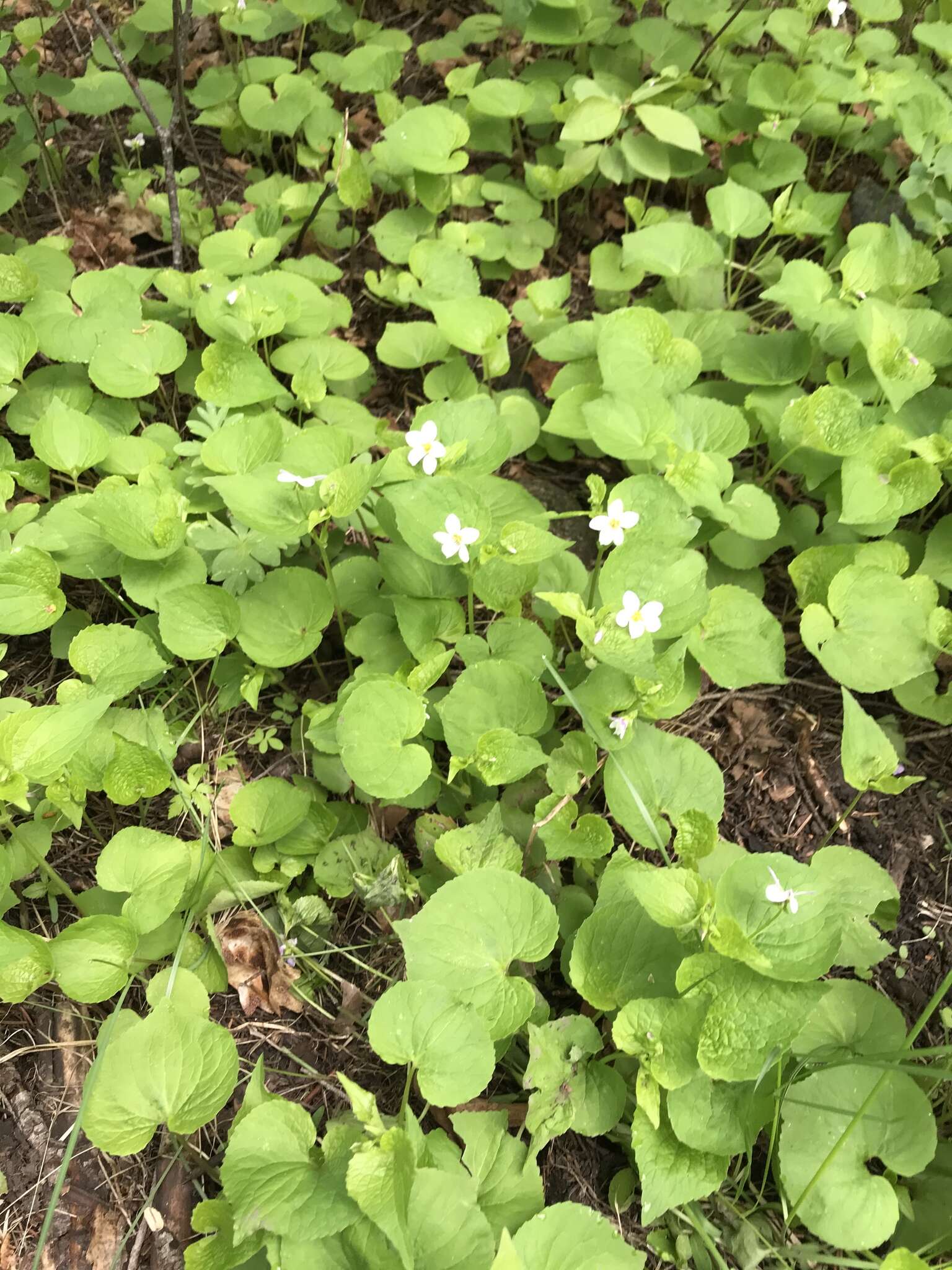 Image of Canadian white violet