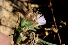 Imagem de Delosperma gautengense H. E. K. Hartmann