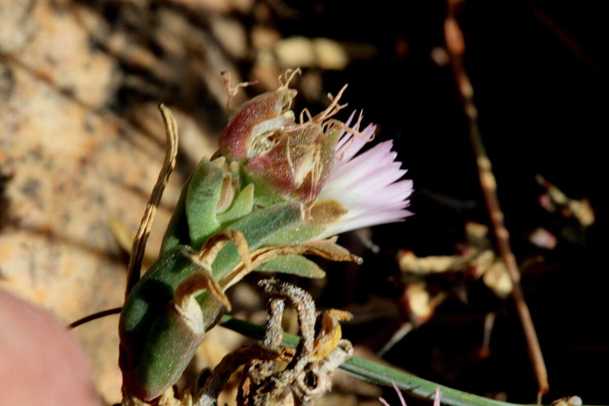 Imagem de Delosperma gautengense H. E. K. Hartmann